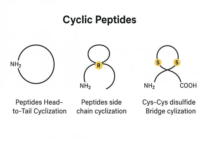 Cyclic Peptides
