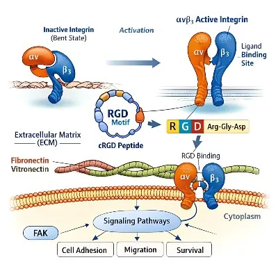 integrin-alpha-v-beta-3-activation-signaling-pathways integrin-alpha-v-beta-3-activation-signaling-pathways