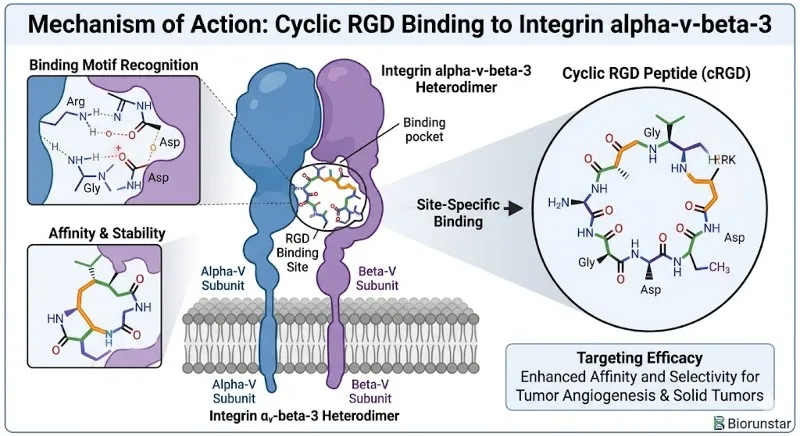 biorunstar-crgd-peptide-molecular-binding-affinity biorunstar-crgd-peptide-molecular-binding-affinity