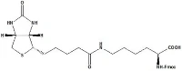 Fmoc-Lys(Biotin)-OH